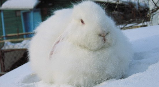 кролик породы белая пуховая